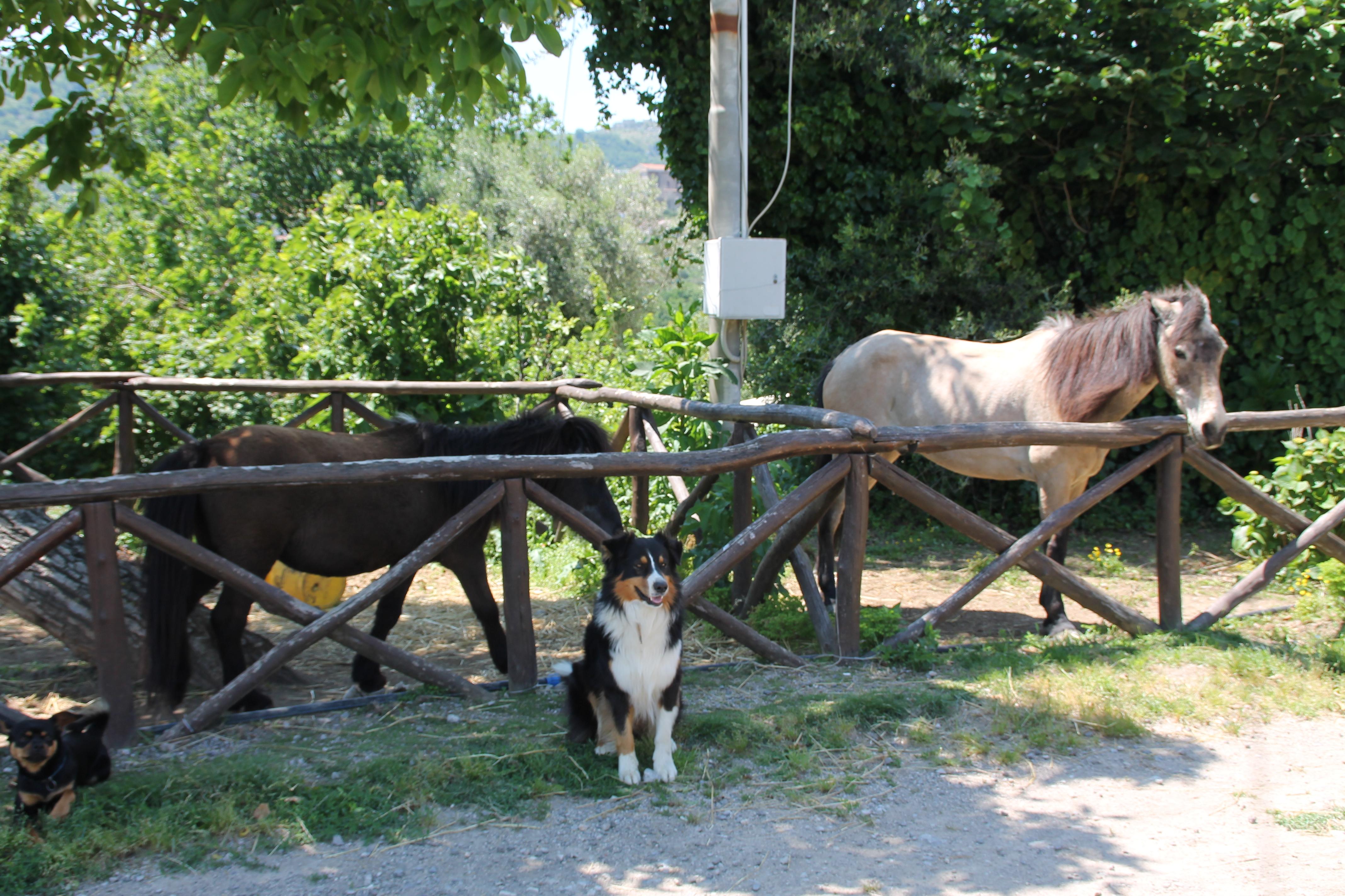Agriturismo Piccolo Paradiso Piano di Sorrento Dış mekan fotoğraf