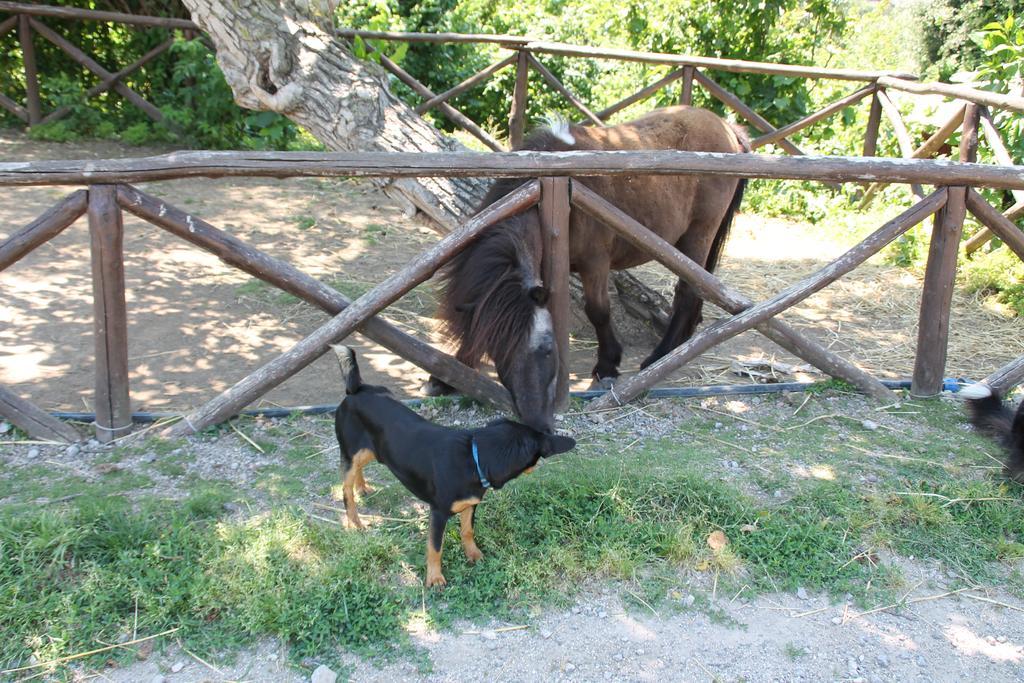 Agriturismo Piccolo Paradiso Piano di Sorrento Dış mekan fotoğraf