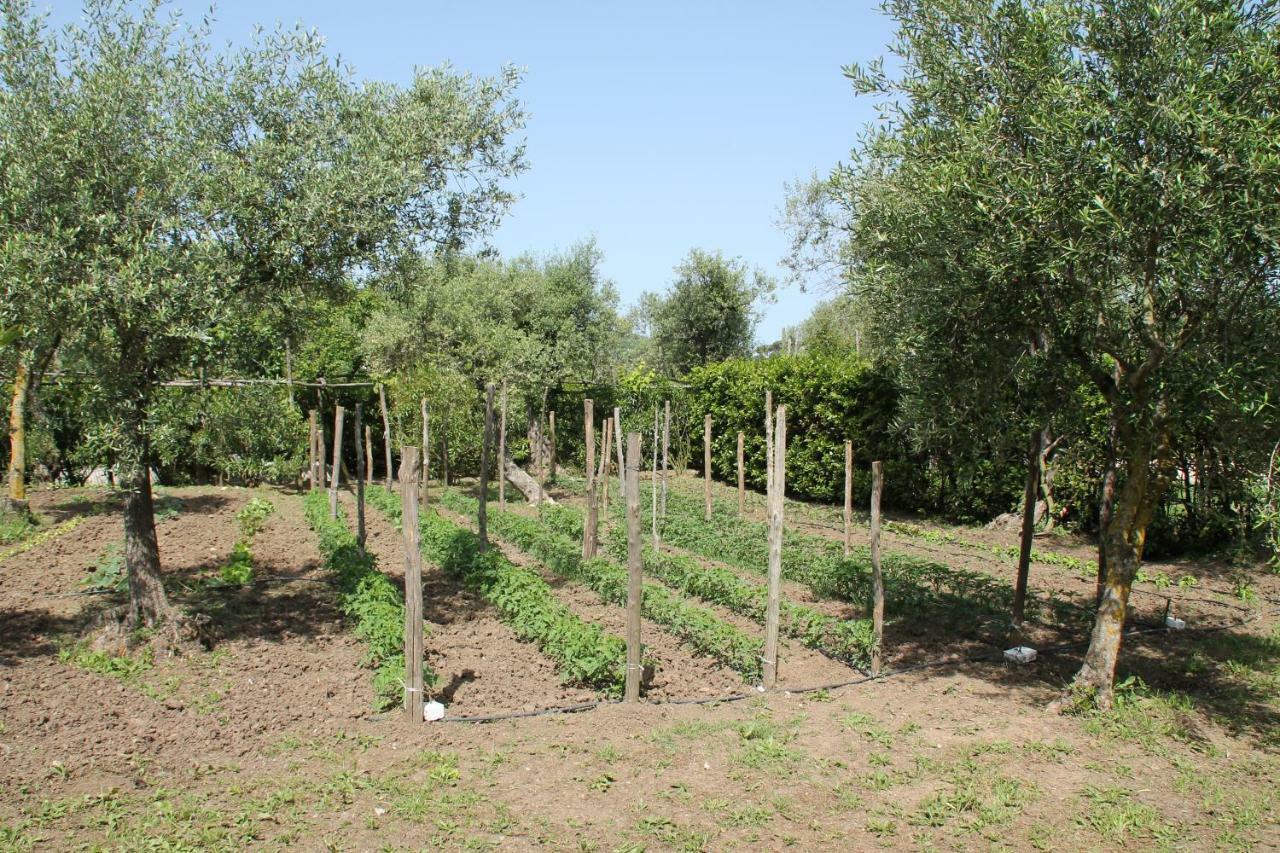 Agriturismo Piccolo Paradiso Piano di Sorrento Dış mekan fotoğraf
